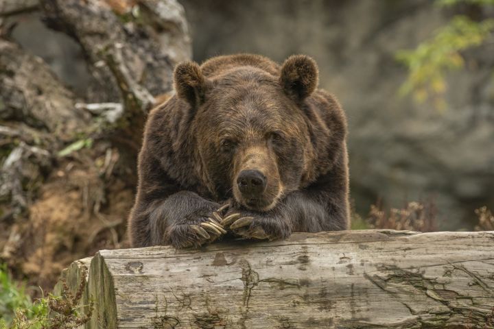 Бистә янындагы урман полосасында аю ир-атны өзгәләп ташлаган