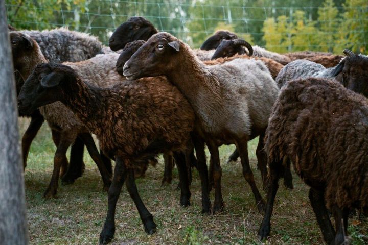 Корбанлык хайван карыныннан яралгы чыкса, нишләргә