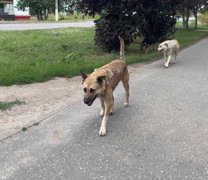 Васильевода 12 яшьлек кызга хуҗасыз эт ташланган