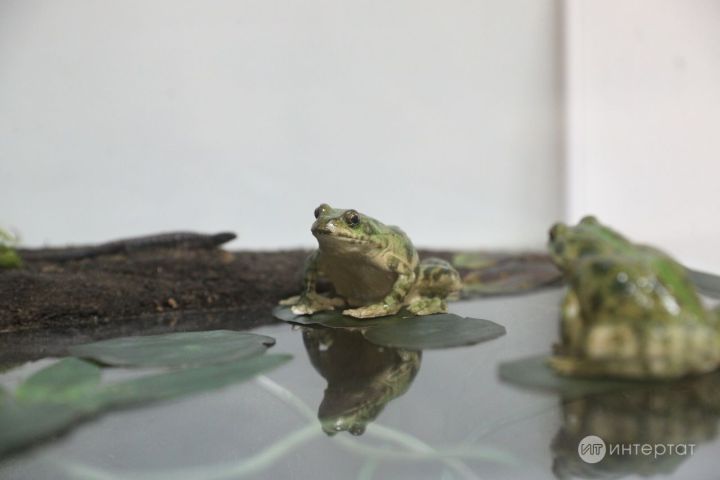 Кибеттән сатып алынган консервадан бака чыккан