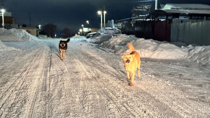 Эт кешегә дус та, дошман да