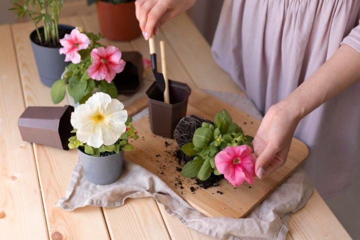 Петуния чәчәген утырту тәртибен беләсезме?