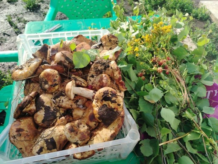 Гөмбә маринадлау ысулы