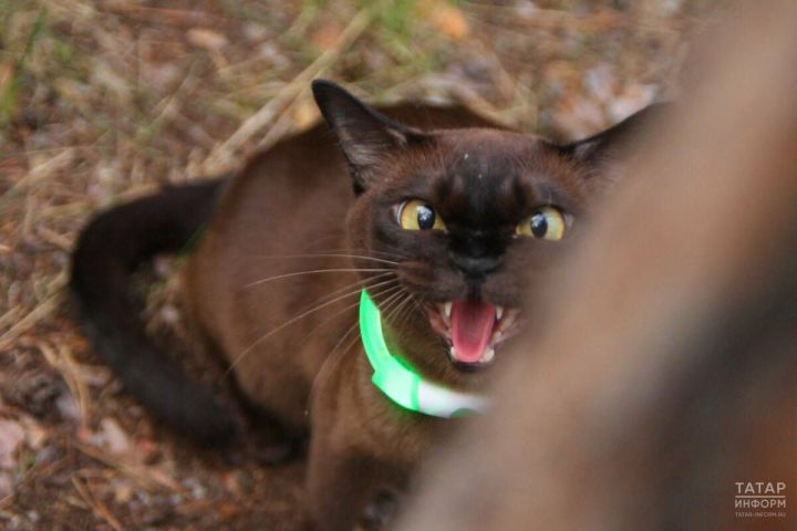Татарстанда котыру авыруы теркәлгән: алты районда карантин кертеләчәк