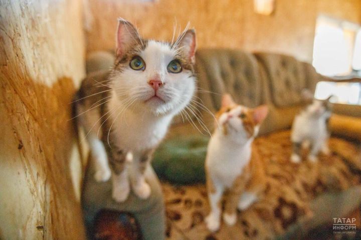 Татарстанда фатирлардагы хайваннар санын чикләргә тәкъдим иттеләр