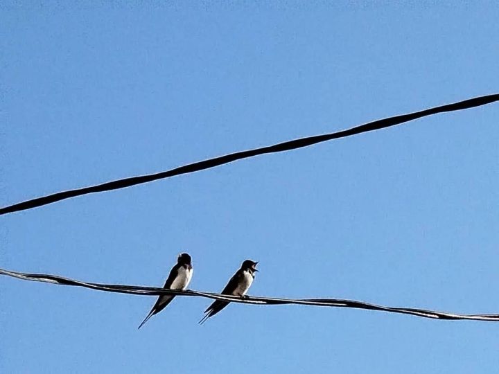 Тел - халыкның үлемсез җаны