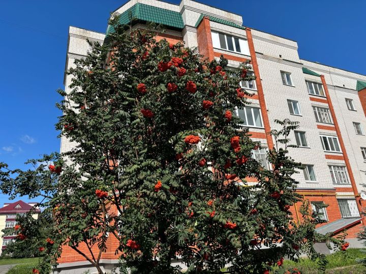 31 августка һава торышы