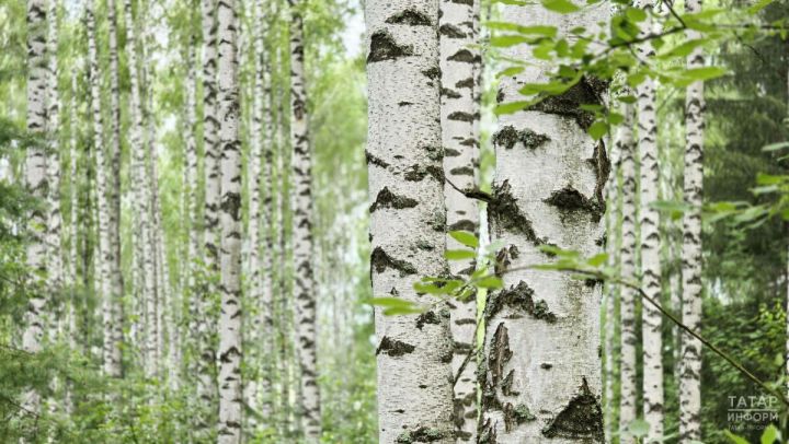 2026 елда Татарстанда 1,7 мең гектардан артык урман торгызылган