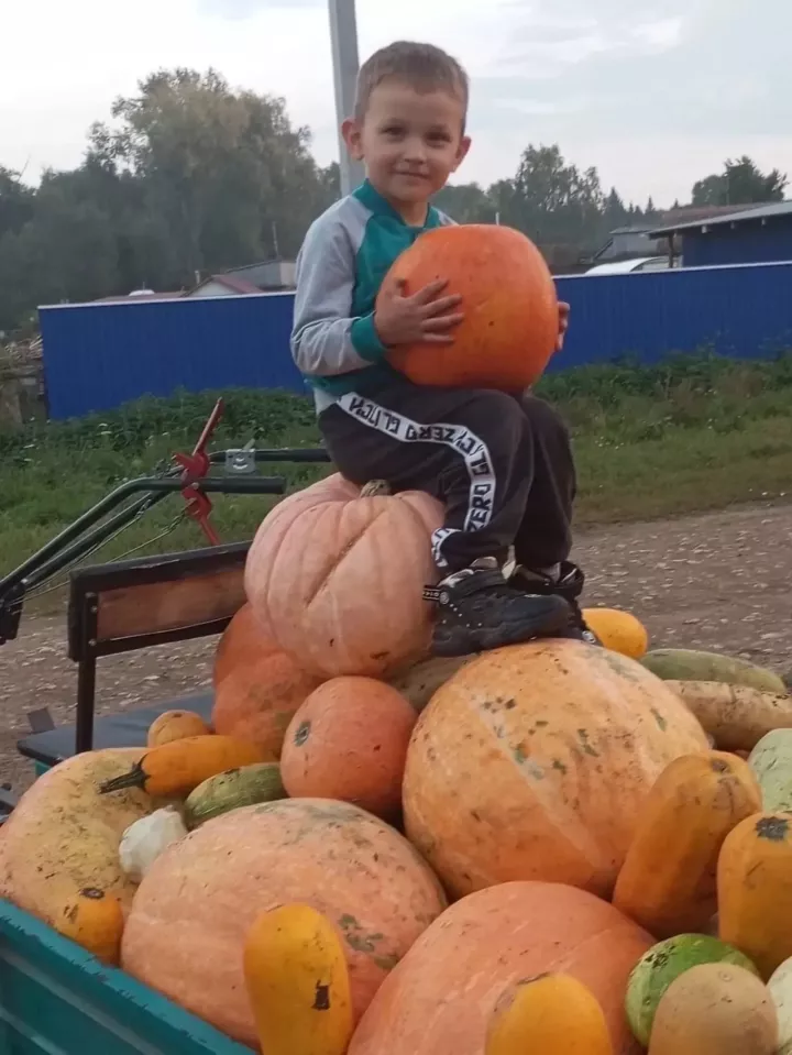 Чи кабак файдалы
